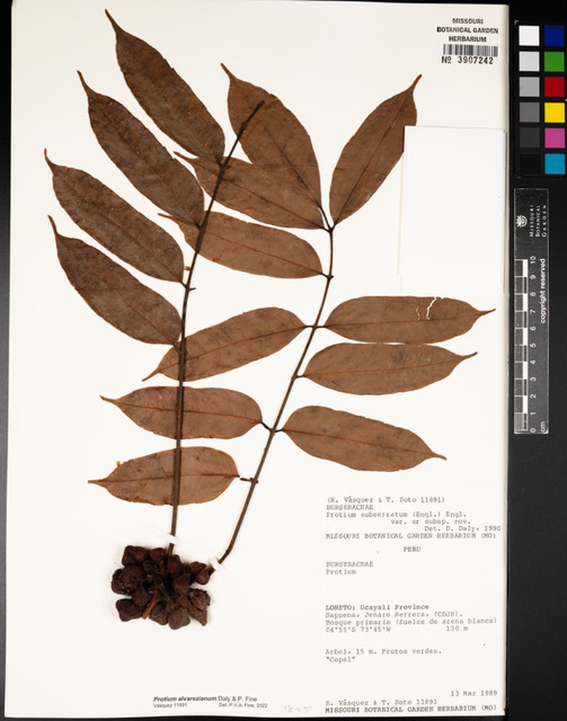 Protium alvarezianum photo 2