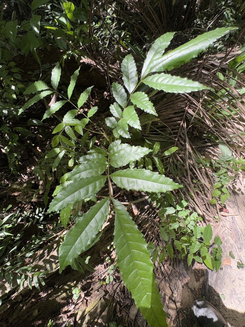 Protium atlanticum