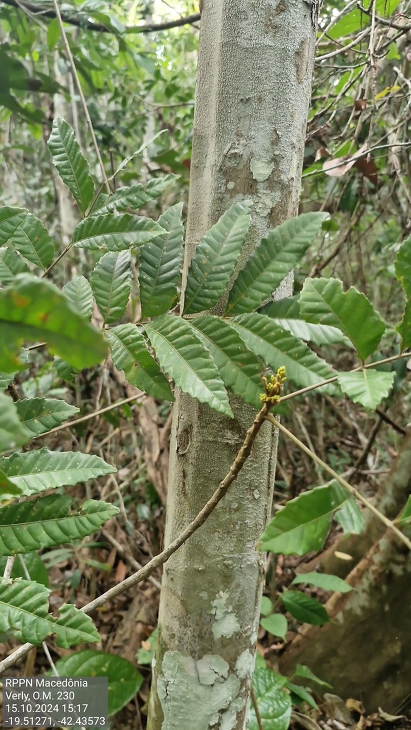 Protium atlanticum photo 2