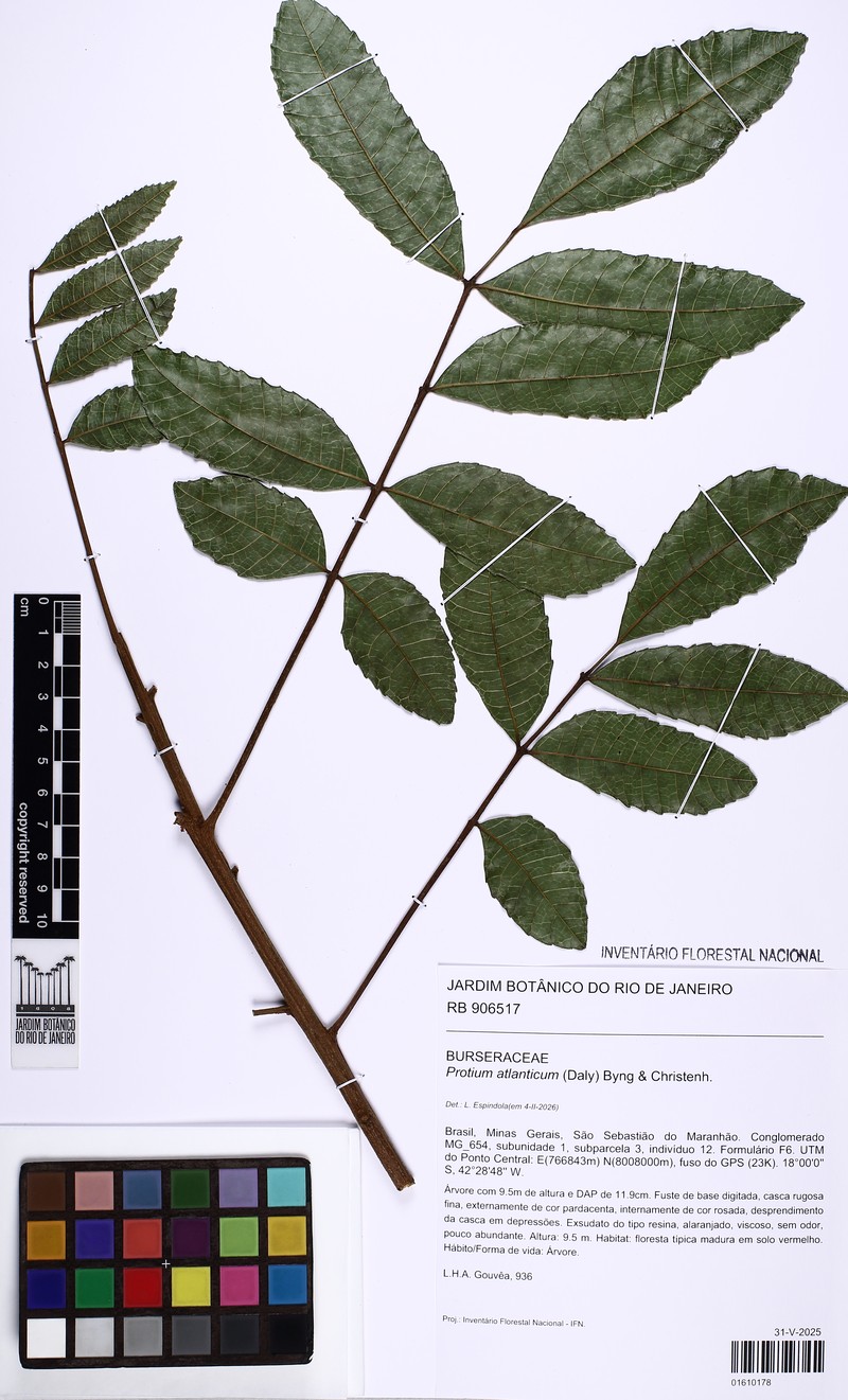 Protium atlanticum photo 3