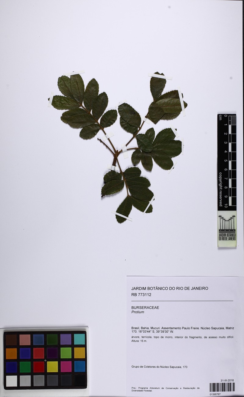 Protium atlanticum photo 4