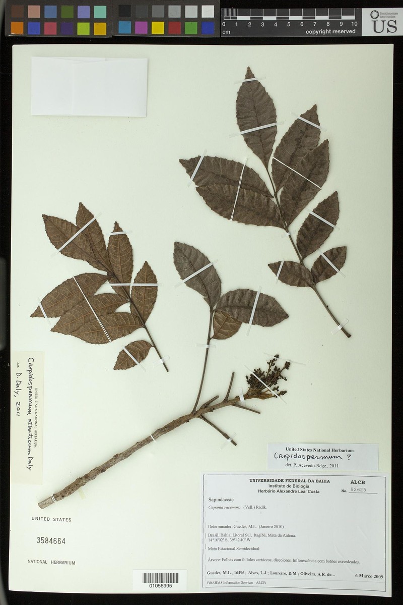 Protium atlanticum photo 5