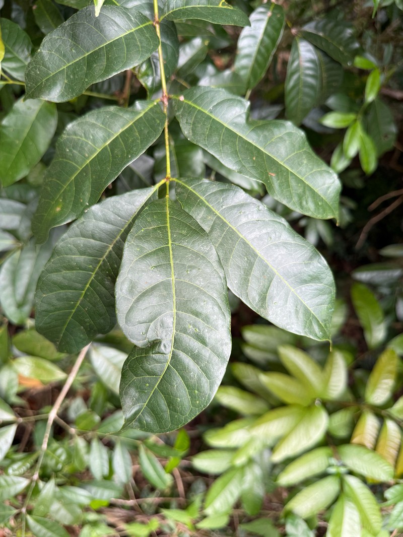 Masa photo 5