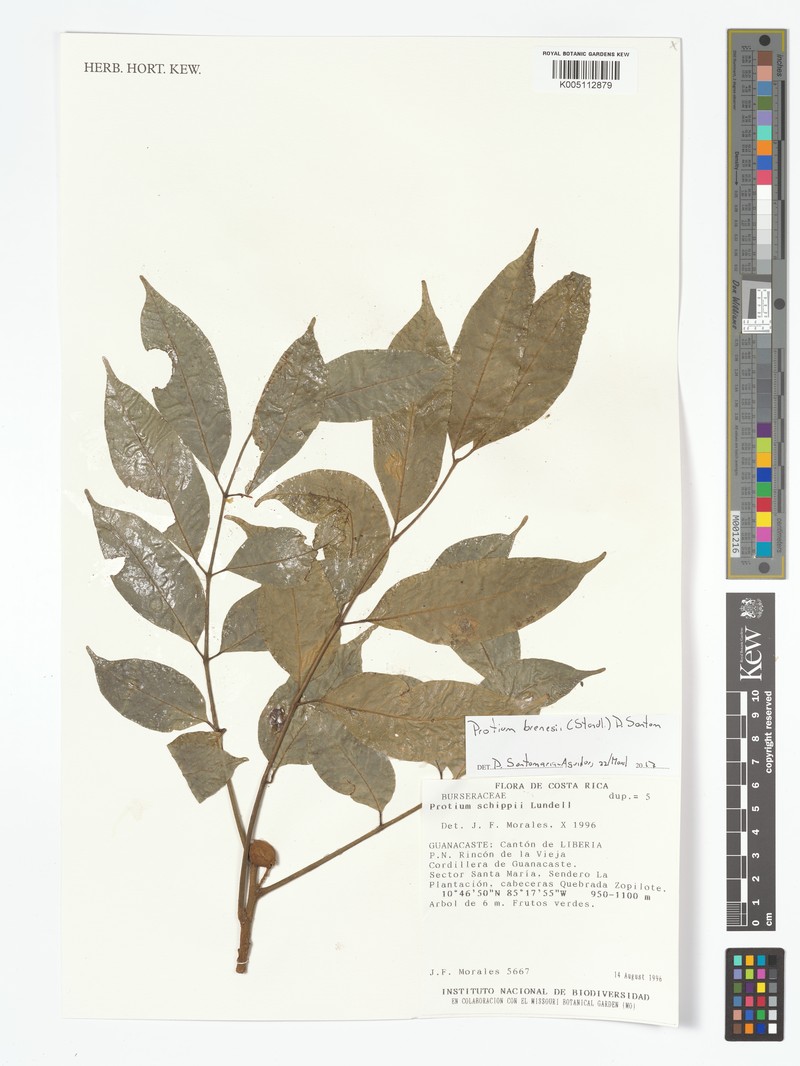 Protium brenesii