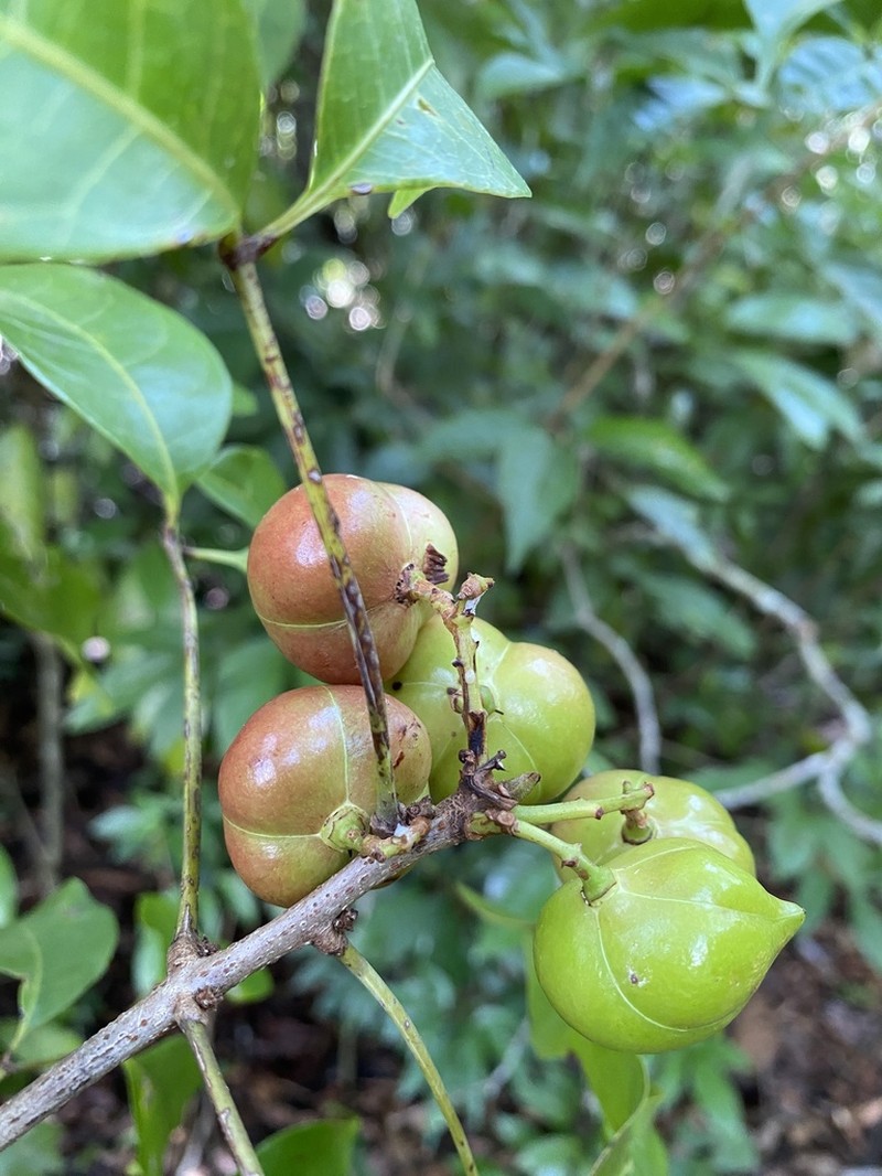Protium breviacuminatum