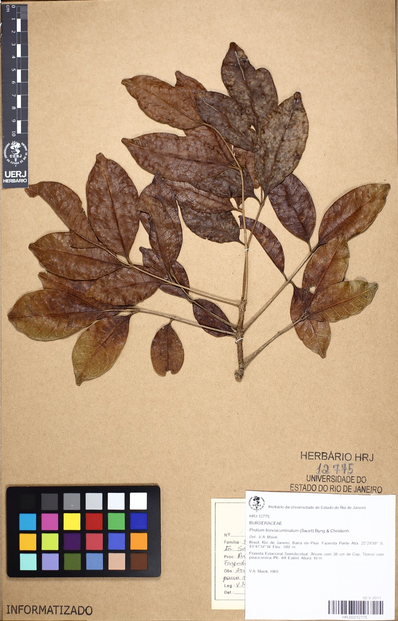 Protium breviacuminatum photo 3