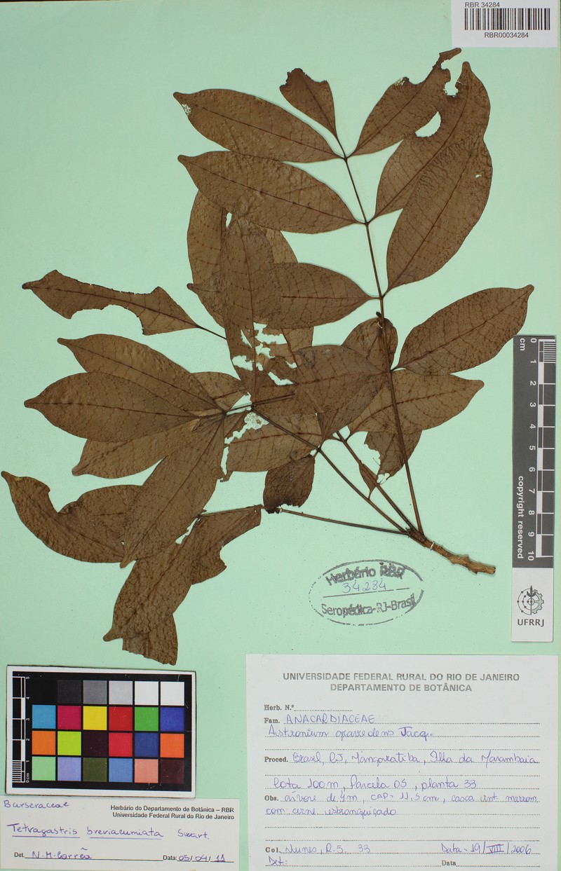 Protium breviacuminatum photo 4