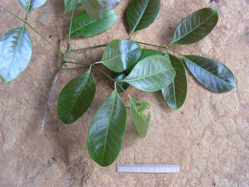 Protium catuaba