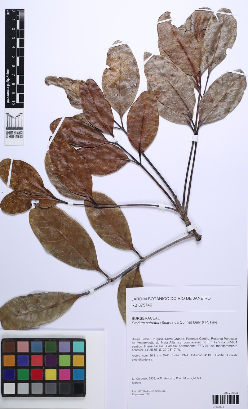 Protium catuaba photo 3