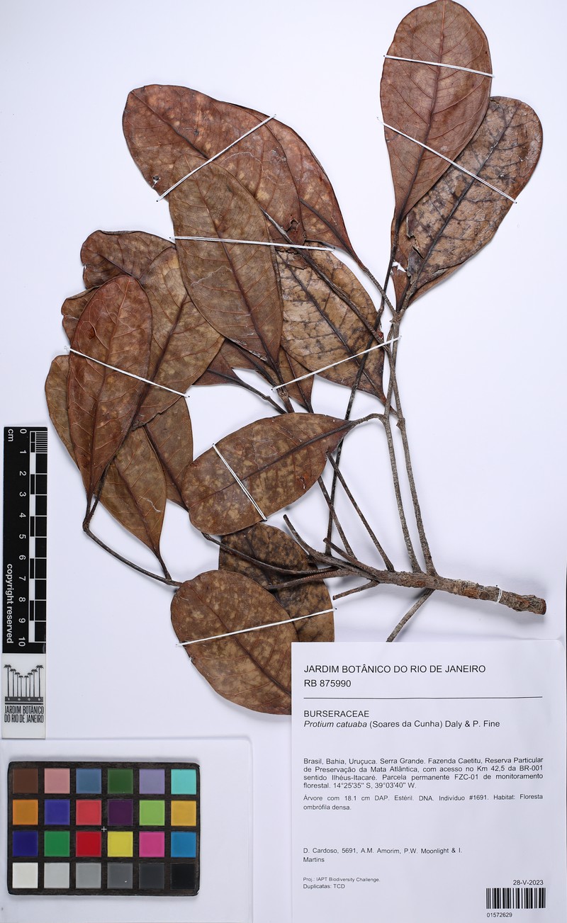 Protium catuaba photo 4