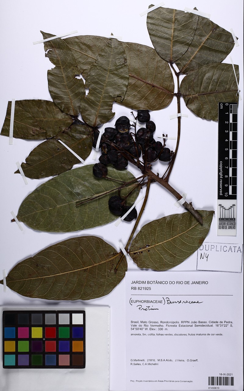 Protium cerradicola