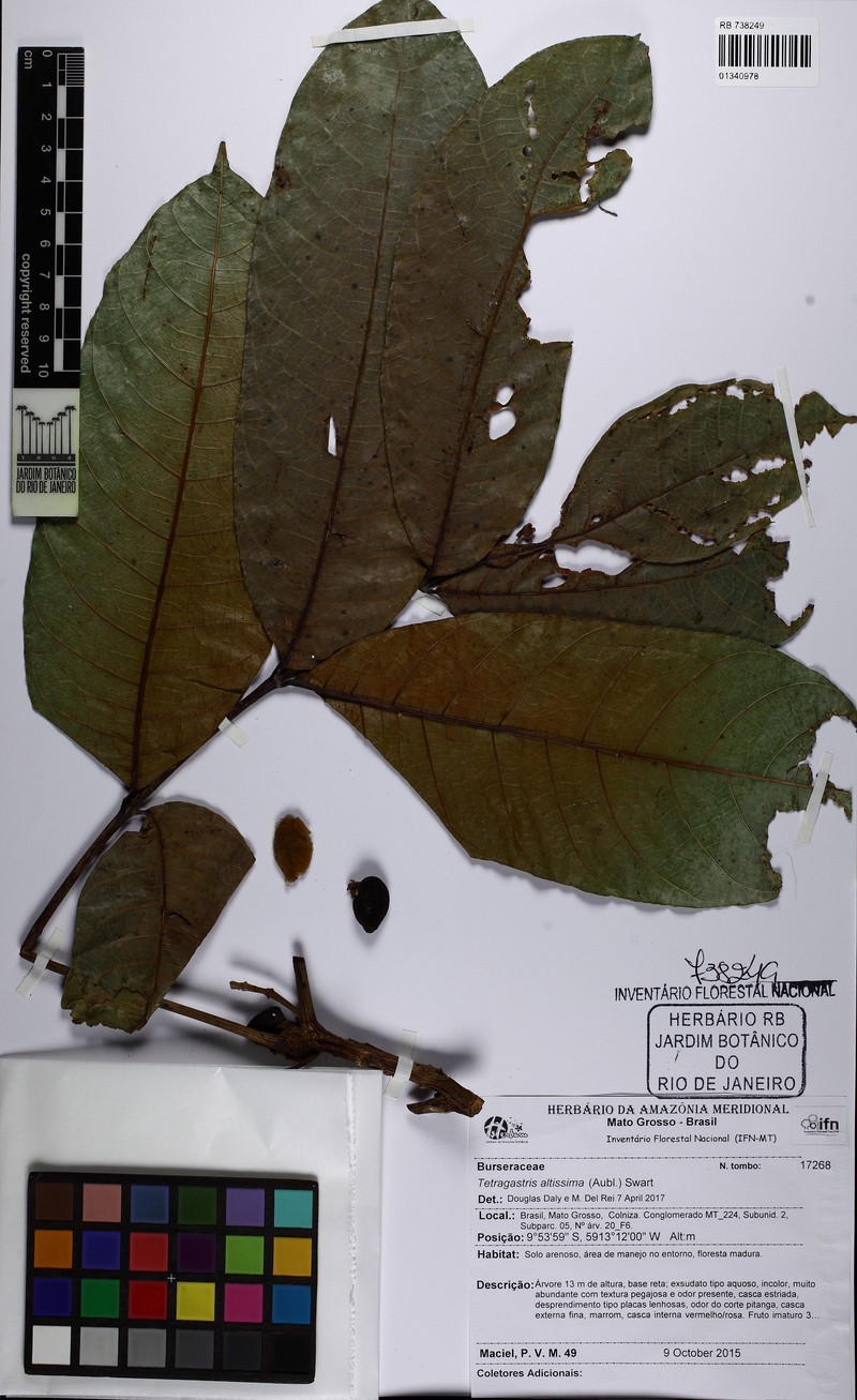 Protium cerradicola photo 2