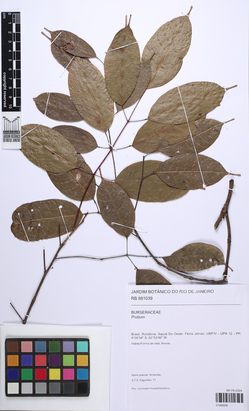 Protium decorum