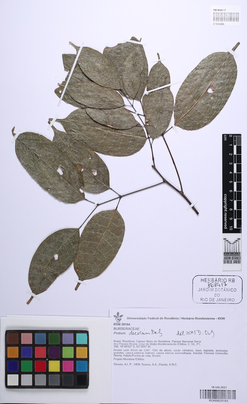Protium decorum photo 4