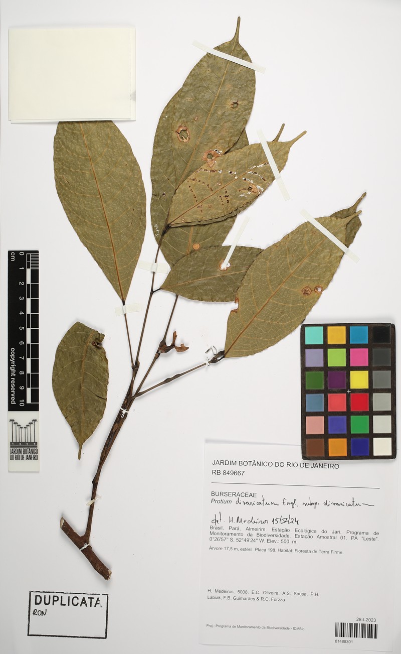 Protium divaricatum subsp. divaricatum
