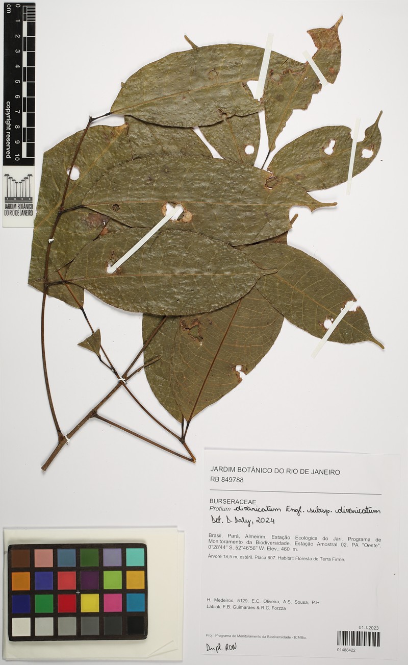Protium divaricatum subsp. divaricatum photo 2