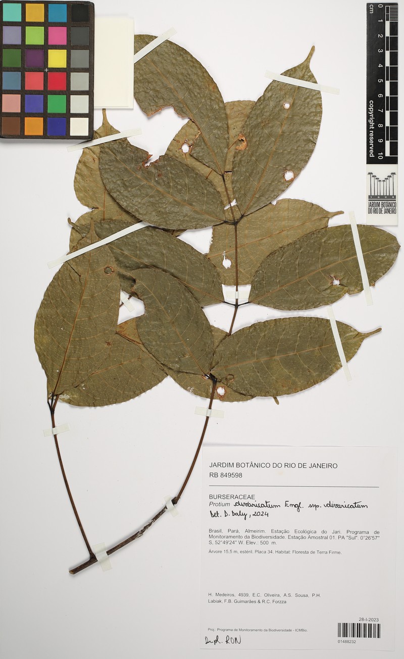 Protium divaricatum subsp. divaricatum photo 3