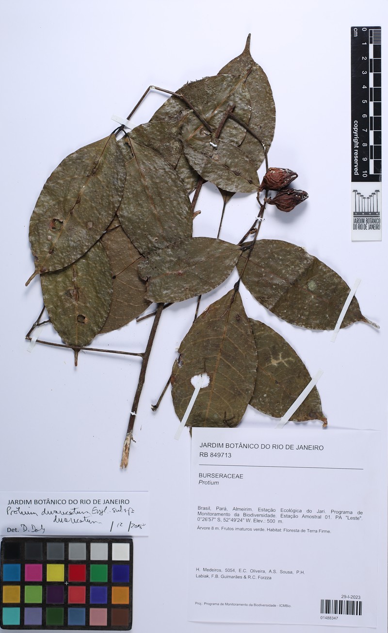 Protium divaricatum subsp. divaricatum photo 4