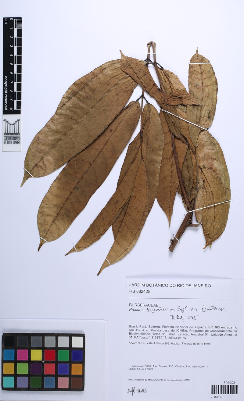 Protium giganteum var. giganteum