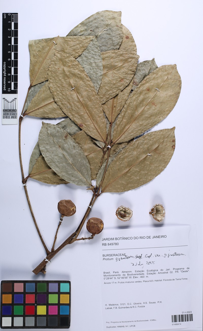 Protium giganteum var. giganteum photo 2