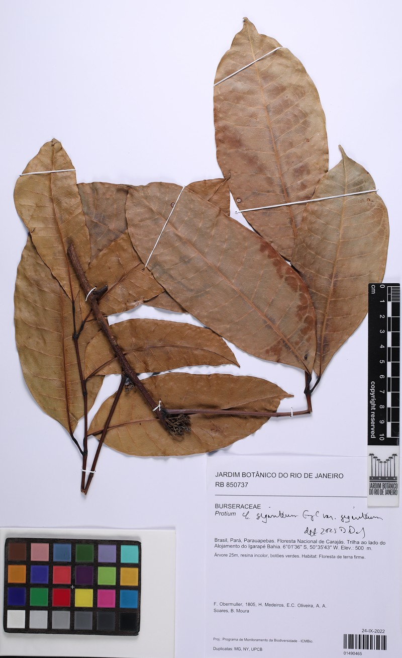 Protium giganteum var. giganteum photo 3