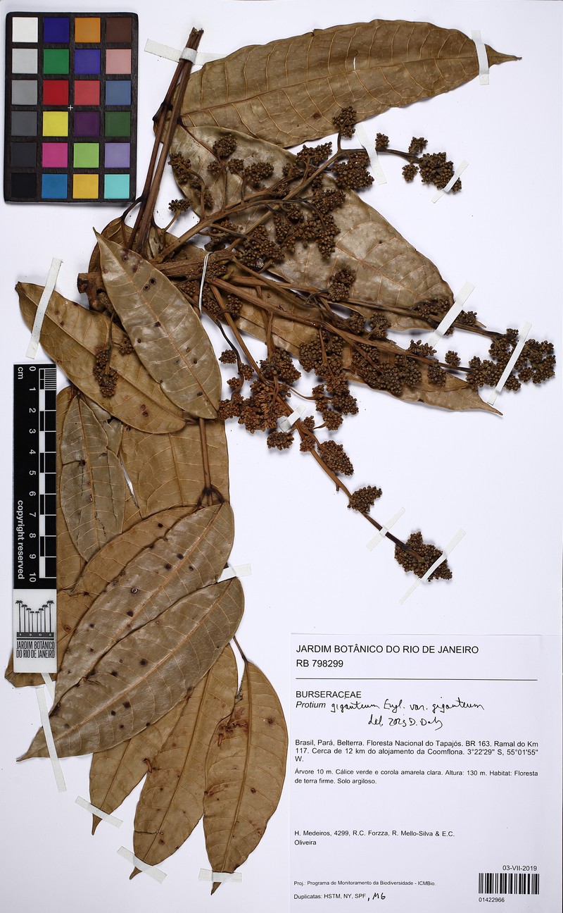 Protium giganteum var. giganteum photo 4