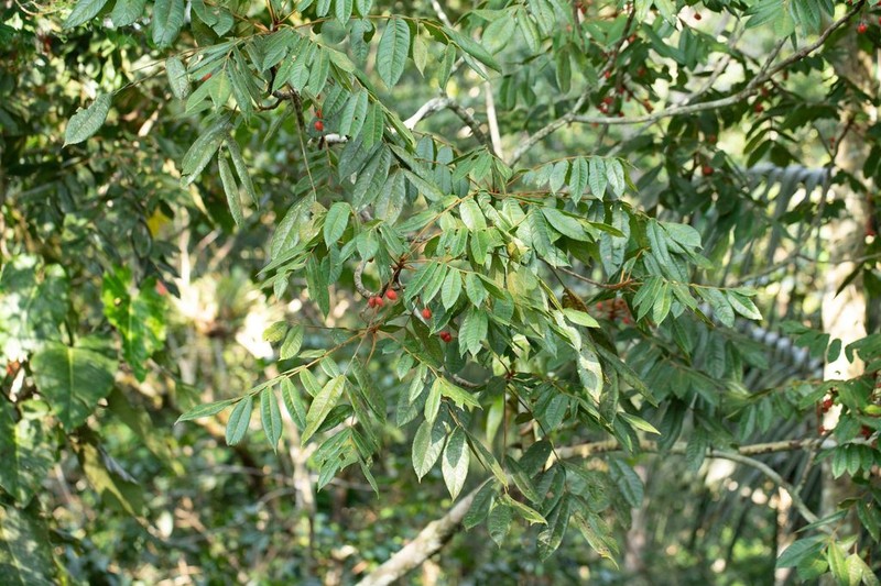 Protium goudotianum
