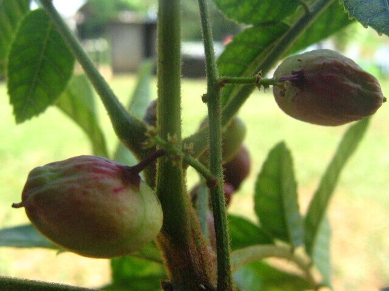 Protium goudotianum photo 2