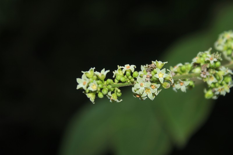 Protium goudotianum photo 3