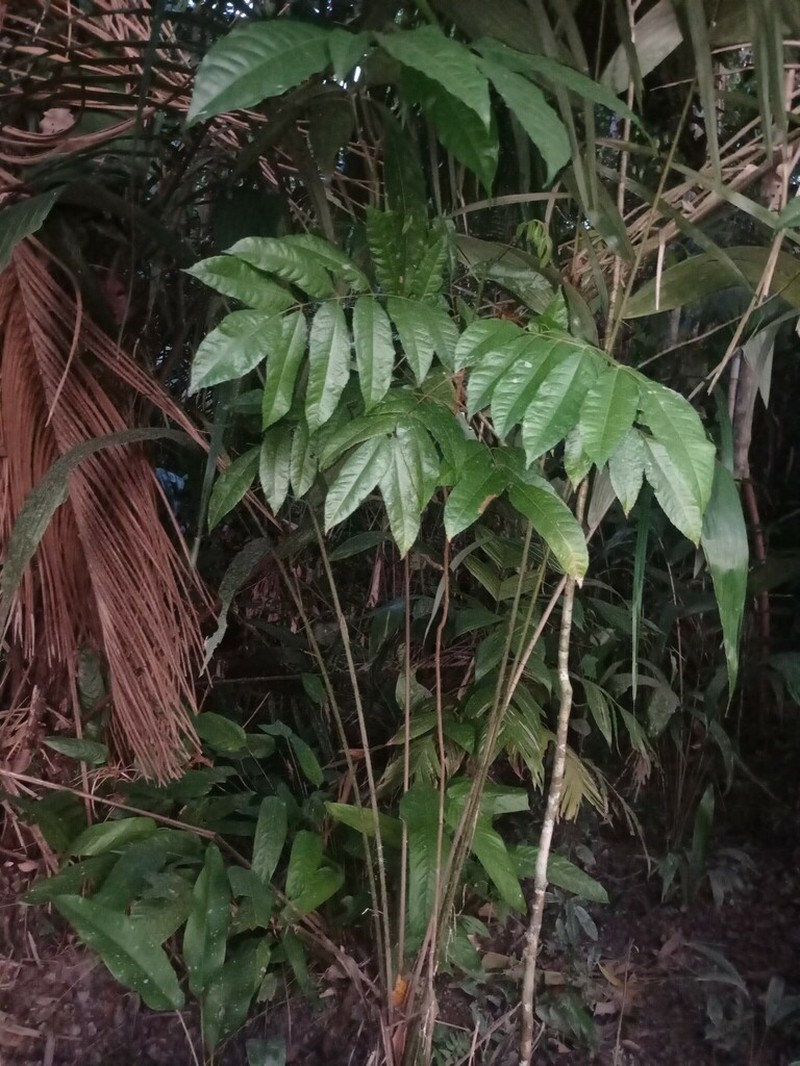 Protium goudotianum photo 4