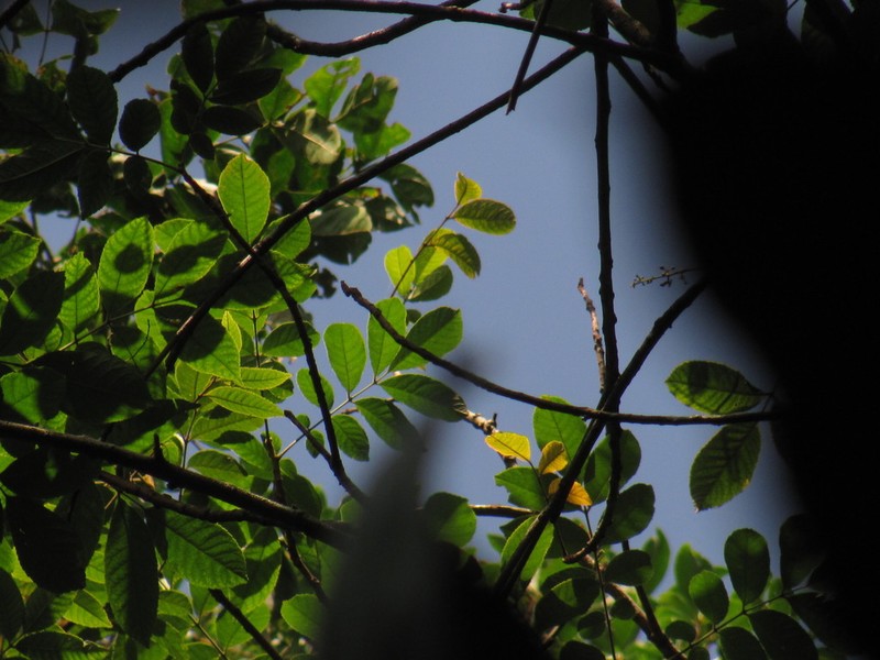 Protium goudotianum photo 5