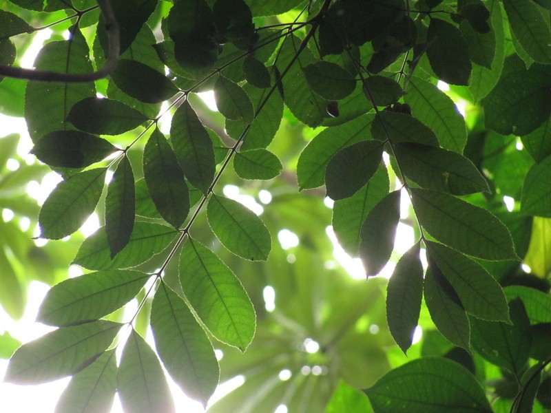 Protium goudotianum photo 6