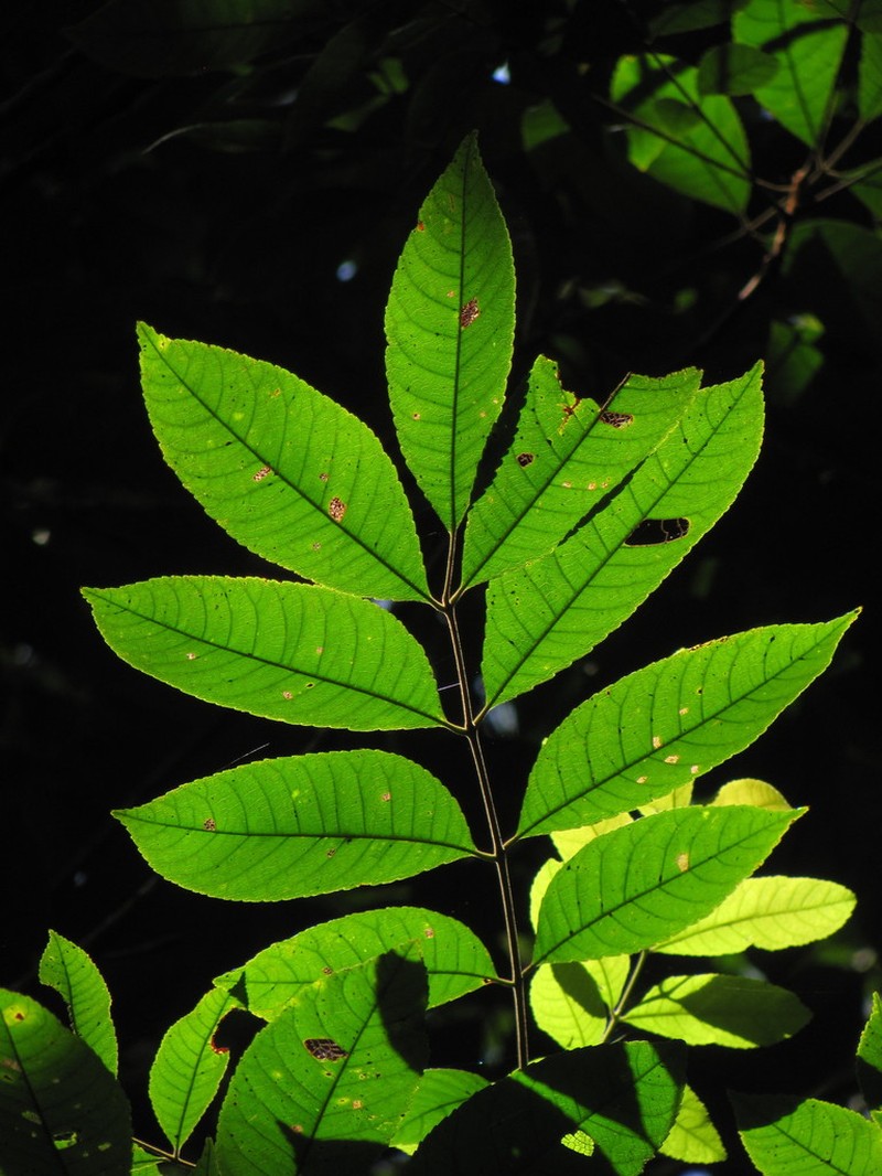 Protium goudotianum photo 7