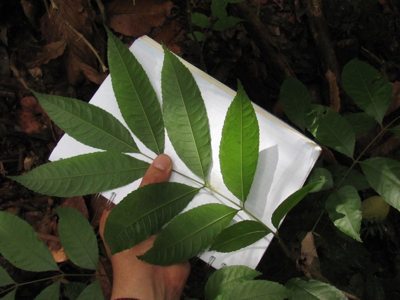 Protium goudotianum photo 8