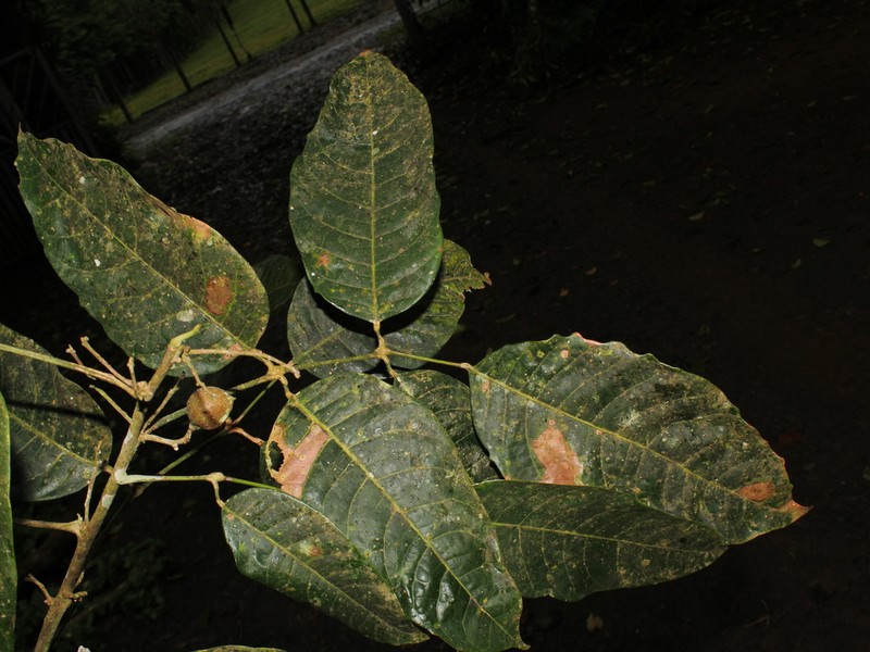 Protium hammelii