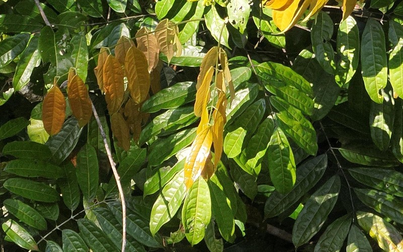 Protium hebetatum