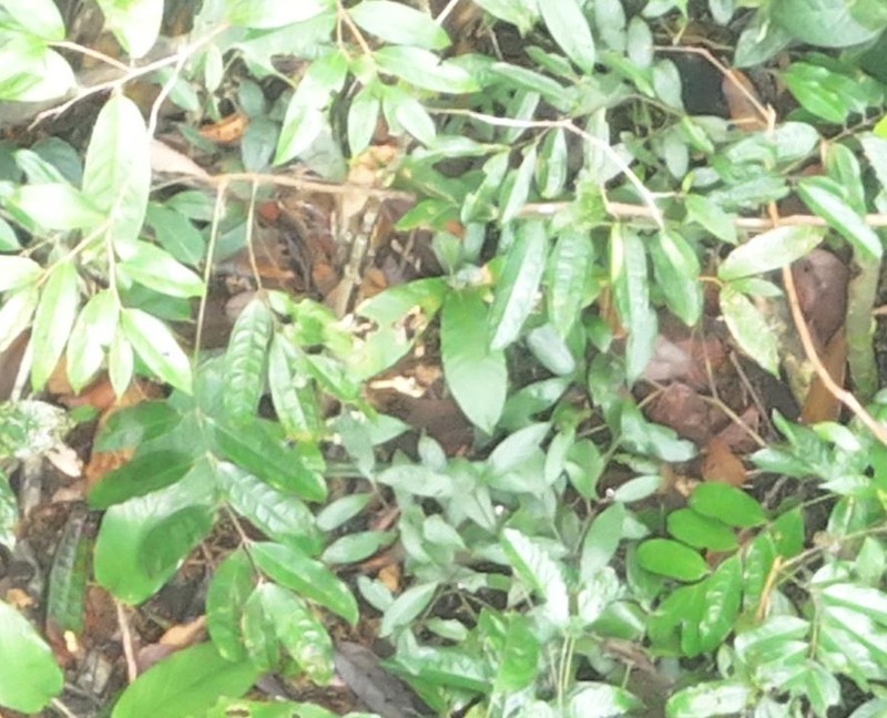 Protium hebetatum photo 2