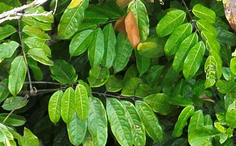 Protium hebetatum photo 3