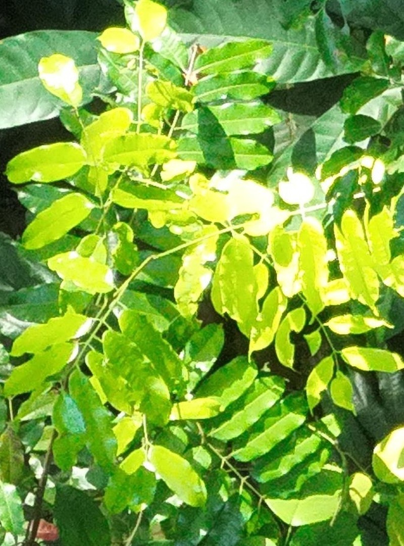 Protium hebetatum photo 4