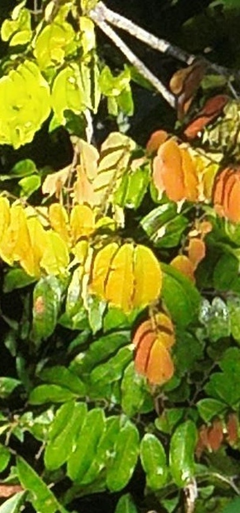 Protium hebetatum photo 5