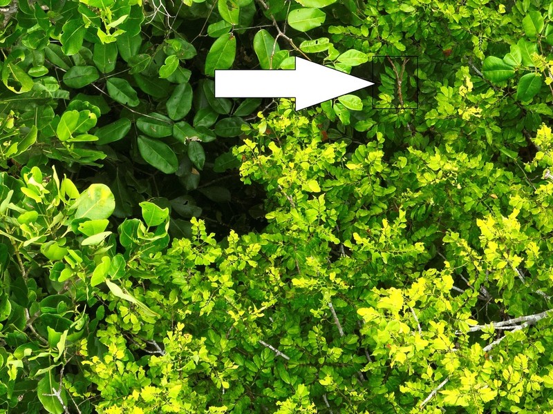 Protium hebetatum photo 6