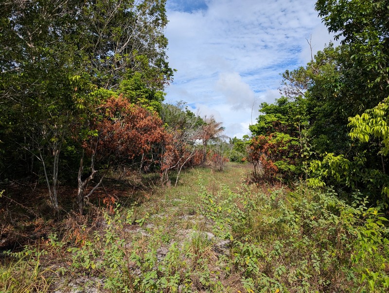 Protium heptaphyllum subsp. heptaphyllum photo 2