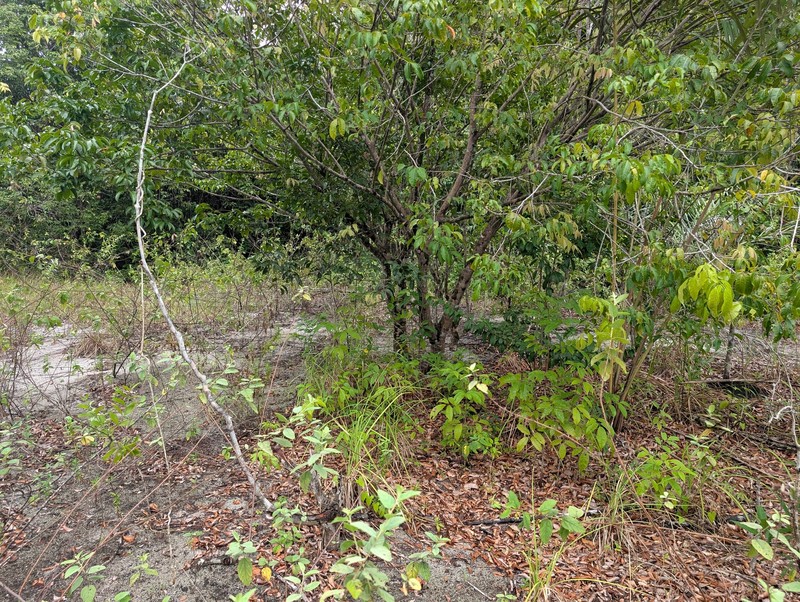 Protium heptaphyllum subsp. heptaphyllum photo 3