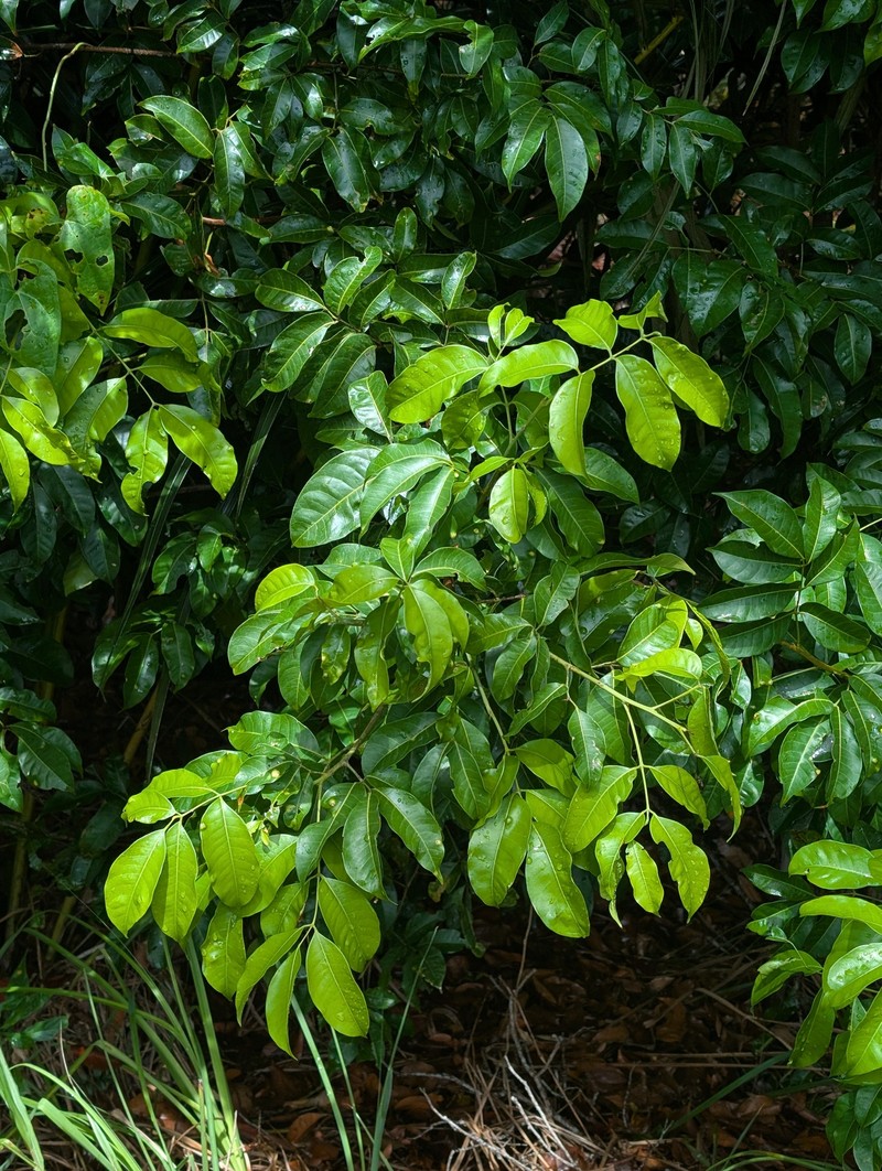 Protium heptaphyllum subsp. heptaphyllum photo 4