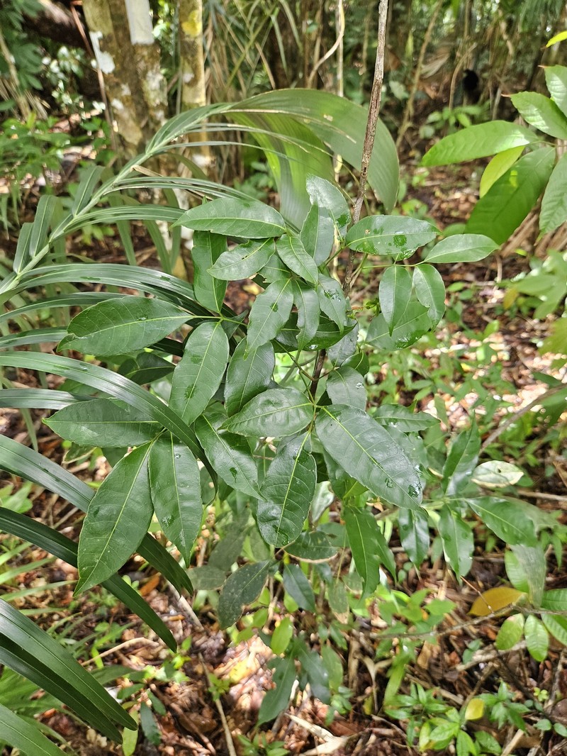 Protium heptaphyllum subsp. heptaphyllum photo 5
