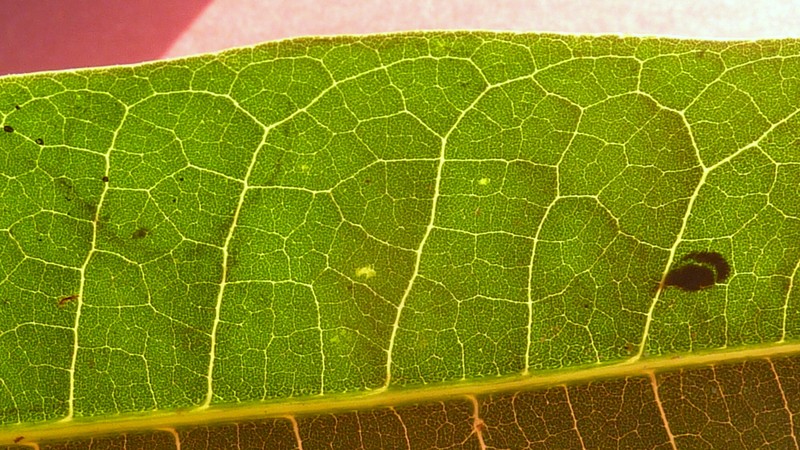 Protium heptaphyllum subsp. heptaphyllum