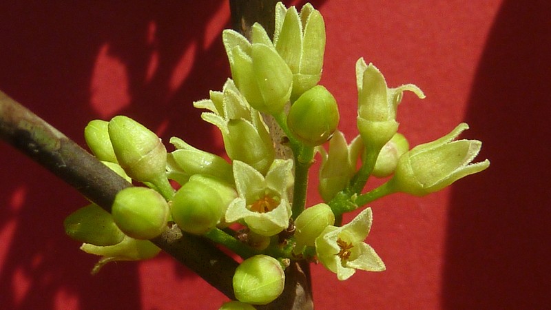 Protium heptaphyllum subsp. heptaphyllum photo 6