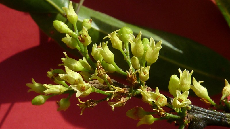Protium heptaphyllum subsp. heptaphyllum photo 7