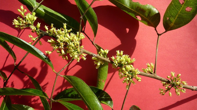 Protium heptaphyllum subsp. heptaphyllum photo 8