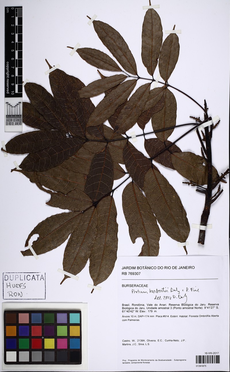 Protium herbertii
